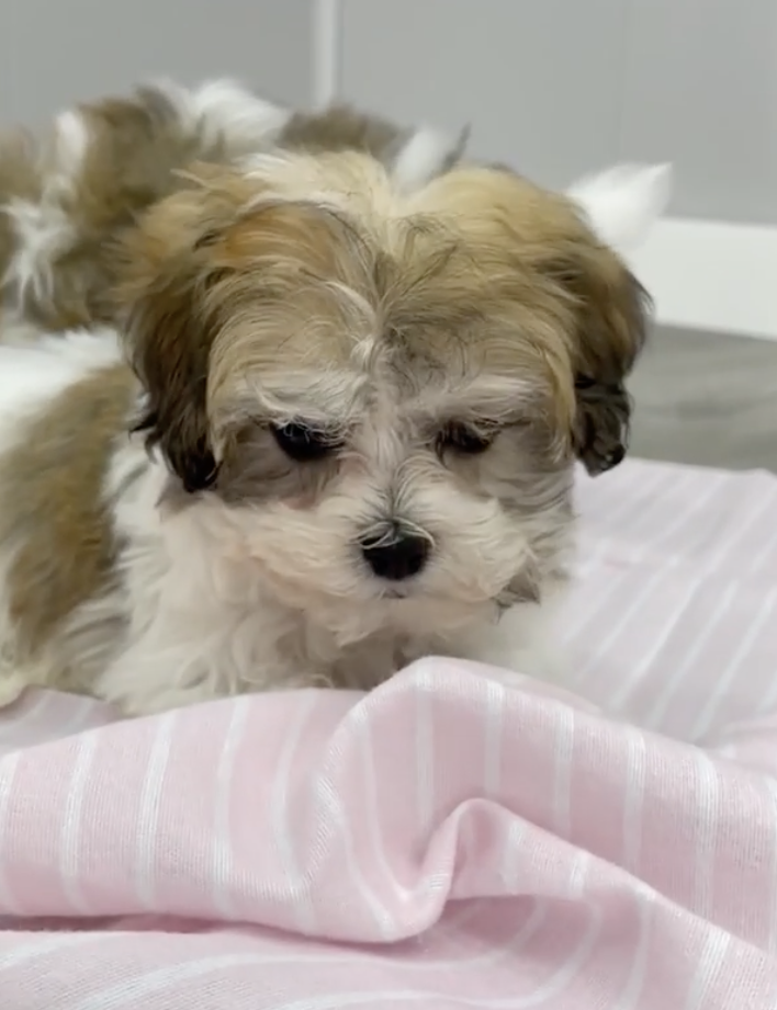 Havachon Puppy For Sale - Fairfield Furbabies